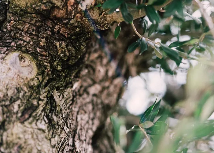 Gartenlofts Auf Gut Guntrams Schwarzau am Steinfelde